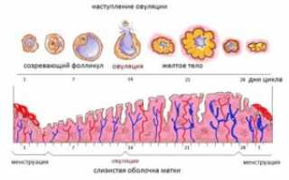 Проблемы со стулом во время овуляции